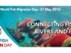 World Fish Migration Day : c’est le 21 mai à St Pée !