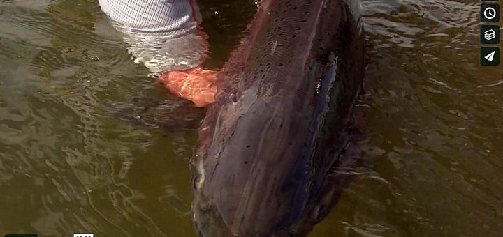 Photo du no kill d'un saumon dans une vidéo de peche a la mouche du saumon en Alaska