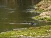 2 “Top vidéos” de pêche à la mouche dans l’Ouest américain
