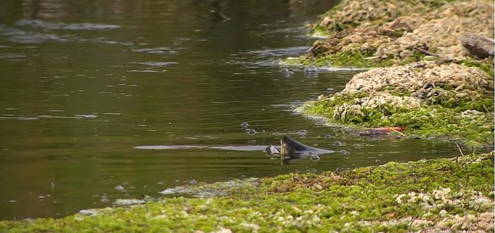 gobage truite sur une sauterelle dans le Montana