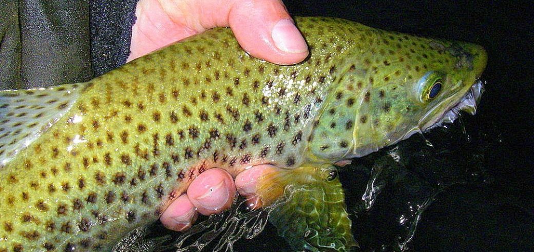 Date ouverture de la pêche en 2018