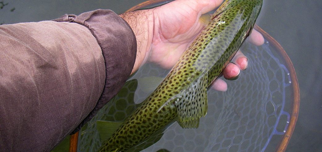 truite catch and release