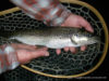Ma plus belle truite pêchée à la mouche sur la Nivelle … enfin