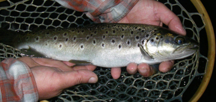 truite record peche a la mouche sur la Nivelle au Pays Basque