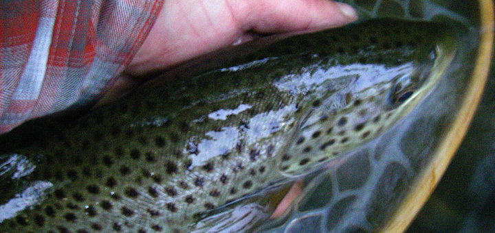 truite record peche a la mouche sur la Nivelle au Pays Basque