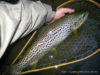 Session pêche à la mouche du 03 mai 2019 sur la Nive