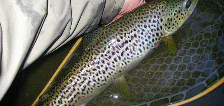 grosse truite fario de 50cm pêchée à la mouche au coup du soir sur la grande Nive au Pays Basque