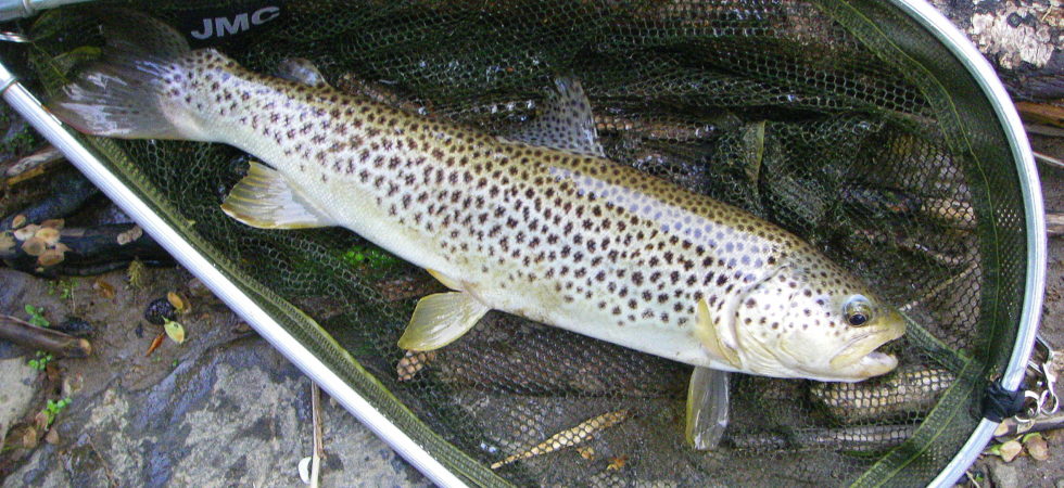 truite date ouverture peche en 2021