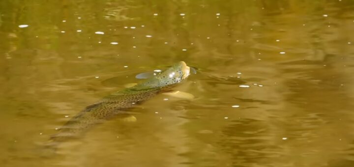 Gobage de truite : un présage de mon ouverture De La Peche 2021 ?