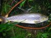 Ma truite fario record en France