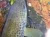 Un beau poisson pour une des dernières parties de l’année
