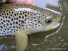 Partie de pêche à  la mouche du 27 avril : un coup du soir généreux
