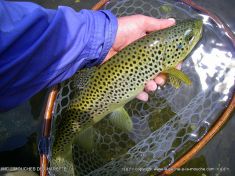 grosse truite fario péchée à la mouche nive juin 2014 grosse truite fario péchée à la mouche nive juin 2014