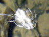 Photos d’exuvies de trichoptères.