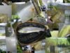 Mon ouverture de la pêche à  la truite 2009