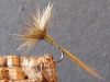 LA BANCA OLIVE : “… une mouche fusion DEVAUX-DESSAIGNE …”