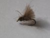 L’AINTZAGA : “… micro sedge pour maxi truites …”