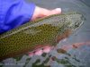 Salmo Trutta fait de la résistance …