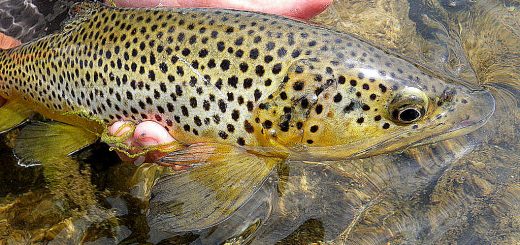 peche truite yellowstone