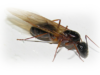 Bientôt des retombées de fourmis volantes sur la Nive ?