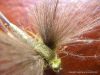 Bref, j’ai monté une nouvelle mouche. La Green Drake CDC