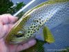 Enfin une vraie partie de pêche à  la mouche sur la Grande Nive – merci les fourmis !