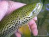 Bonne partie de pêche à  la mouche malgré tout