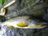 une fario “20 inches” sur le gave d’Oloron
