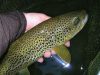 Ma truite record en pêche à  la mouche sur Nive