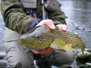 Partie de pêche à  la mouche sur le Gave de Pau