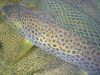 Partie de pêche à  la mouche sèche … façon de parler !!