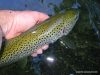 Deux heures de pêche à  la mouche pour se vider l’esprit …