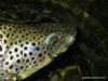 Record de la saison de pêche égalé : une fario de 48 cm !