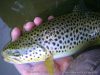 Session pêche à  la mouche du vendredi soir