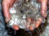 Pêche de l’anguille : les lobby plus forts que la nature … comme d’hab …