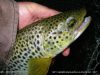 Sessions pêche à  la mouche de début mai au Pays Basque