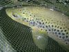 Ma plus belle action de pêche à  la mouche ?