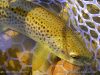 Compte-rendu premières sorties de pêche de la saison 2014 sur la Nive