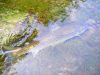 Ambiances bucoliques sur la Nive et l’Iraty