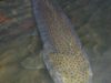 SI VOUS VOULEZ MANGER DU POISSON, ALLEZ ACHETER DE LA TRUITE D’ELEVAGE CHEZ VOTRE POISSONNIER !!